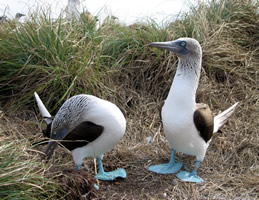 blue footed boobies on isabela island, pacific ocean, mexico